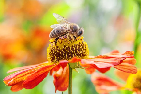蜜蜂覆盖着黄色花粉饮料花蜜,授粉橙花。昆虫的生活。宏特写 — 图库照片
