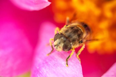 Bal arı sarı polen içecek nektar ile kaplıdır, pembe çiçek pollinating. Böceklerin hayatı. Makro yakın çekim