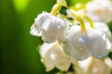 Yağmur sonra damla ile vadi veya Mayıs-zambak çiçekler güzel koku zambak
