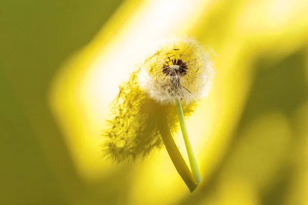 Sementes de dente de leão soprando no vento no verão no fundo amarelo — Fotografia de Stock