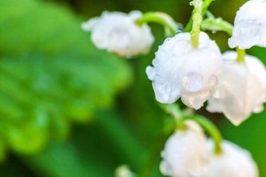 Yağmur sonra damla ile vadi veya Mayıs-zambak çiçekler güzel koku zambak