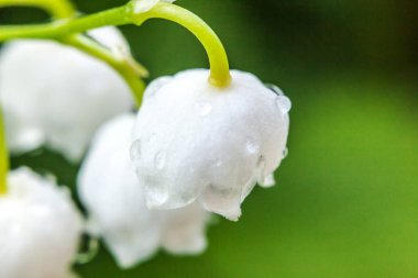 Yağmur sonra damla ile vadi veya Mayıs-zambak çiçekler güzel koku zambak