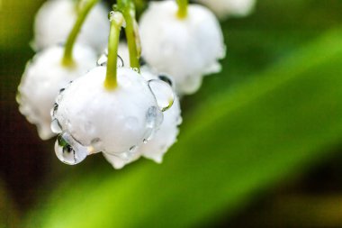 Yağmur sonra damla ile vadi veya Mayıs-zambak çiçekler güzel koku zambak