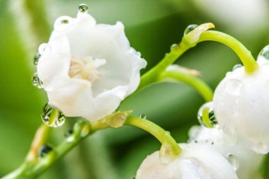 Yağmur sonra damla ile vadi veya Mayıs-zambak çiçekler güzel koku zambak