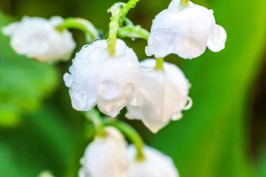 Yağmur sonra damla ile vadi veya Mayıs-zambak çiçekler güzel koku zambak