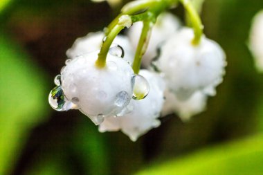 Yağmur sonra damla ile vadi veya Mayıs-zambak çiçekler güzel koku zambak