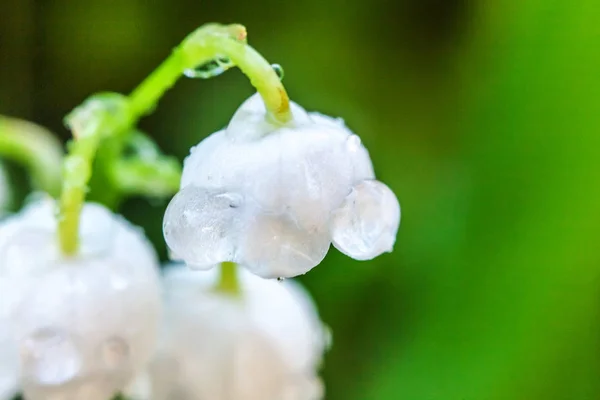 花は谷の美しい匂いユリや雨の後に滴と五百万リ — ストック写真