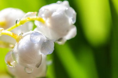 Yağmur sonra damla ile vadi veya Mayıs-zambak çiçekler güzel koku zambak