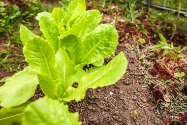 Yeşil yaprak marul salata sebze alanındaki bahçe yatak ile tarım alanı