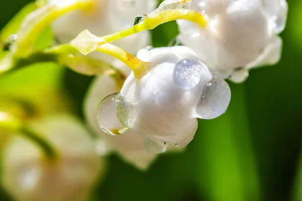 花は谷の美しい匂いユリや雨の後に滴と五百万リ — ストック写真