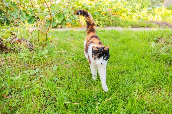 Arrogant short-haired domestic beautiful tabby cat sneaks through fresh green grass meadow background — Stock Photo, Image