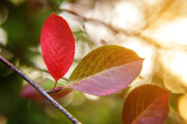 Bahçe veya Park bulanık yeşil arka planda güneşte kırmızı turuncu yaprak kızdırma doğal sonbaharda sonbahar görünümü