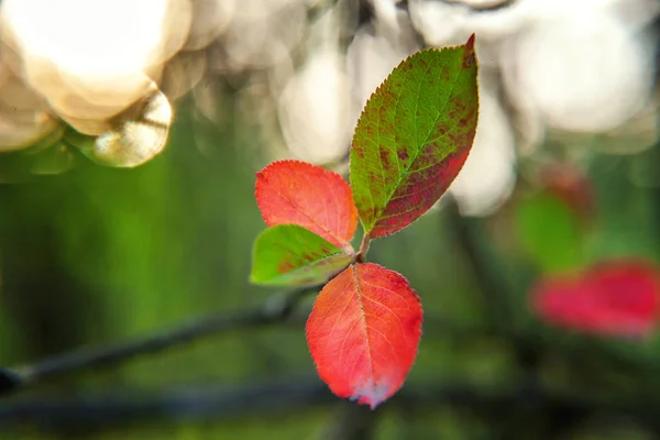 Closeup natural autumn fall view of red orange leaf glow in sun on blurred green background in garden or park — Stock Photo, Image