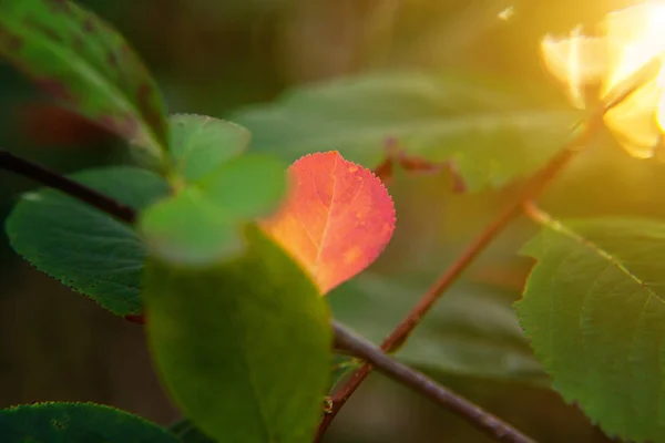 Primeros planos otoño natural vista de la hoja de color naranja rojo resplandor en el sol sobre fondo verde borroso en el jardín o el parque — Foto de Stock