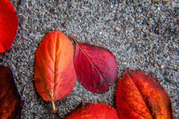 Primeros planos otoño natural vista de la hoja de color naranja rojo resplandor en el sol sobre fondo verde borroso en el jardín o el parque —  Fotos de Stock