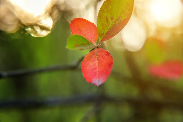 特写在花园或公园模糊的绿色背景上,红橙叶在阳光下发光的自然秋天视图 — 图库照片