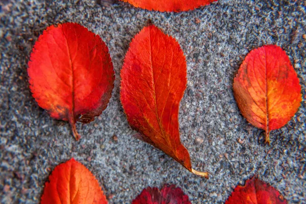 Primeros planos otoño natural vista de la hoja de color naranja rojo resplandor en el sol sobre fondo verde borroso en el jardín o el parque —  Fotos de Stock