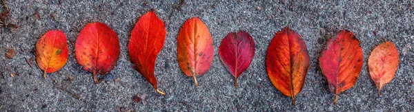 Primeros planos otoño natural vista de la hoja de color naranja rojo resplandor en el sol sobre fondo verde borroso en el jardín o el parque. Banner —  Fotos de Stock