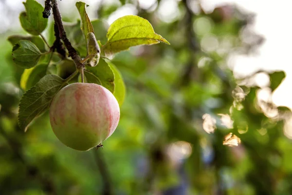 Perfecte rode groene appel groeien op boom in biologische appelboomgaard — Stockfoto