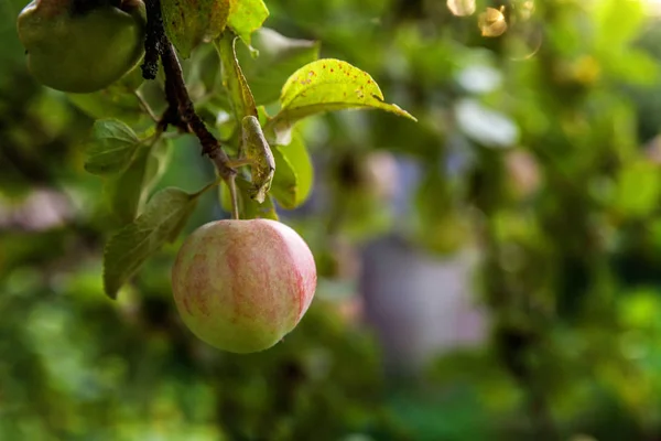 Perfecte rode groene appel groeien op boom in biologische appelboomgaard — Stockfoto