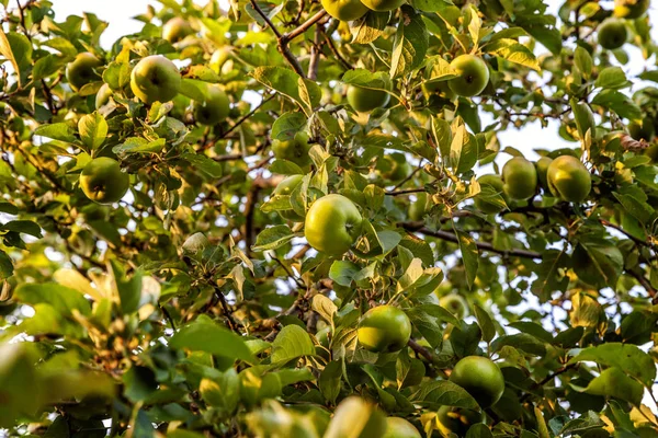 Perfecte rode groene appel groeien op boom in biologische appelboomgaard — Stockfoto