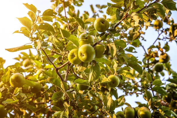 Perfecte rode groene appel groeien op boom in biologische appelboomgaard — Stockfoto