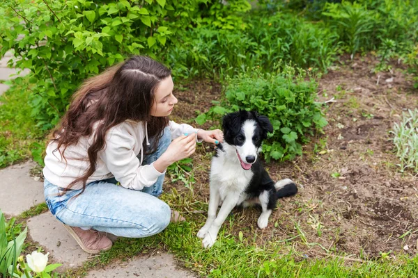 Lächelnd junge attraktive Frau umarmt riesige niedliche Welpen Hund Border Collie im Sommer Stadtpark Outdoor-Hintergrund — Stockfoto