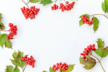 Sonbahar çiçek kompozisyon. Beyaz arka planda Viburnum meyveleri yapılmış çerçeve