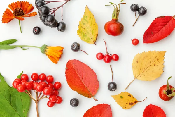 Composition automnale faite de plantes d'automne viorne, baies de rowan de chokeberry, dogrose, feuilles et fleurs sur fond blanc — Photo