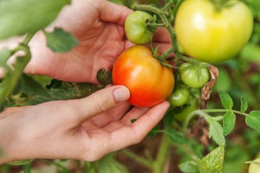 Kadın çiftlik işçisi el taze olgun organik domates toplama