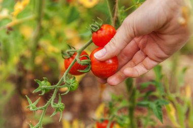 Kadın çiftlik işçisi el taze olgun organik domates toplama