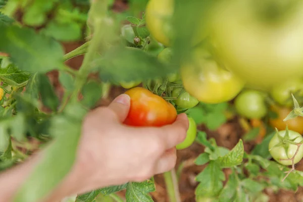 Женщина с фермы вручную собирает свежие спелые органические помидоры — стоковое фото