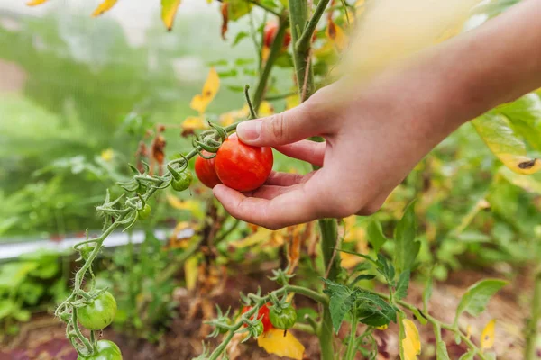 Mujer campesina mano recogiendo tomates orgánicos frescos maduros —  Fotos de Stock