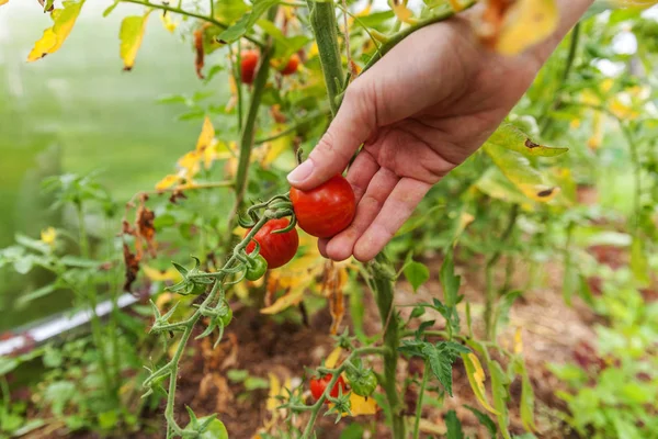 Женщина с фермы вручную собирает свежие спелые органические помидоры — стоковое фото