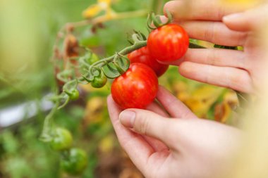 Kadın çiftlik işçisi el taze olgun organik domates toplama