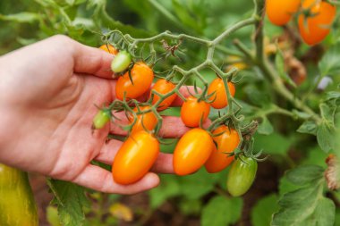 Kadın çiftlik işçisi el taze olgun organik domates toplama