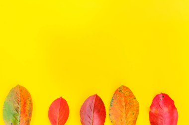 Sonbahar çiçek kompozisyon sarı arka plan üzerinde sonbahar renkli yaprakları yapılmış