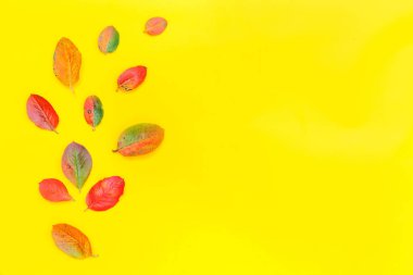 Sonbahar çiçek kompozisyon sarı arka plan üzerinde sonbahar renkli yaprakları yapılmış