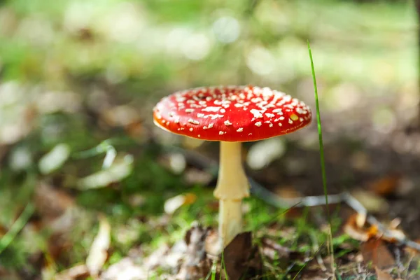 Giftig och hallucinogen svamp flyga Agaric i gräs på hösten Forest bakgrund. Röd giftig Amanita muscaria svamp närbild — Stockfoto