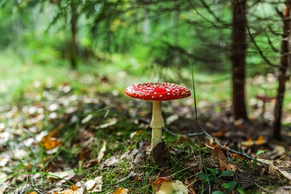 Giftig och hallucinogen svamp flyga Agaric i gräs på hösten Forest bakgrund. Röd giftig Amanita muscaria svamp närbild — Stockfoto