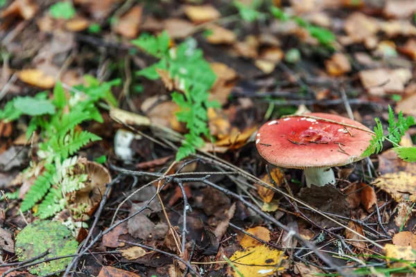 Jadalny mały grzyb gołąbek z czerwoną filiżanką Russet w tle jesienią lasu mech. Grzyb w naturalnym środowisku bliska — Zdjęcie stockowe
