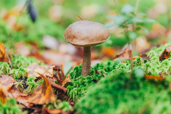 Champiñón pequeño comestible con tapa marrón Penny Bun leccinum en el fondo del bosque de otoño de musgo. Hongos en el entorno natural de cerca —  Fotos de Stock