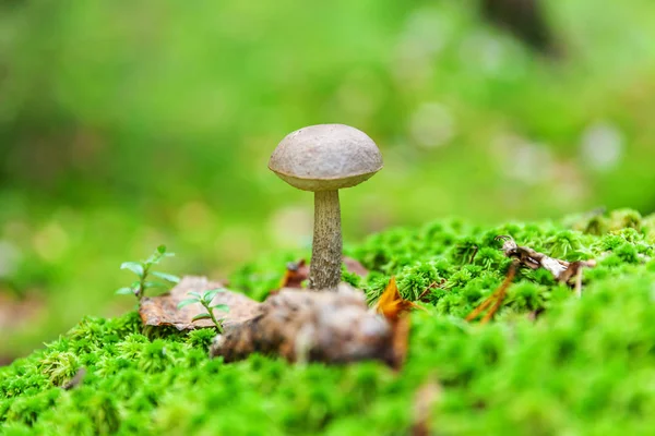 Jedlá malá houba s hnědým Čapkem Penny BUN v pozadí lesních lesů. Houby v přírodním prostředí, blízko — Stock fotografie