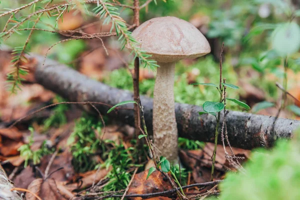 Champiñón pequeño comestible con tapa marrón Penny Bun leccinum en el fondo del bosque de otoño de musgo. Hongos en el entorno natural de cerca —  Fotos de Stock