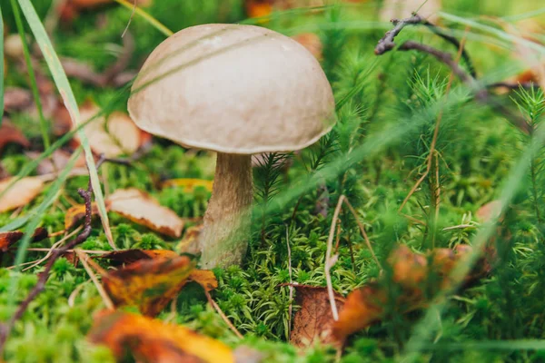 Eetbare kleine paddestoel met bruin GLB Penny Bun Leccinum in Moss herfst bos achtergrond. Schimmel in de natuurlijke omgeving close-up — Stockfoto