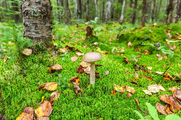 Champiñón pequeño comestible con tapa marrón Penny Bun leccinum en el fondo del bosque de otoño de musgo. Hongos en el entorno natural de cerca —  Fotos de Stock