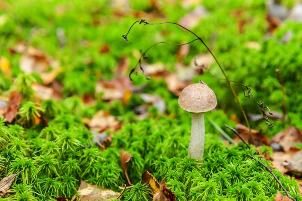 Jedlá malá houba s hnědým Čapkem Penny BUN v pozadí lesních lesů. Houby v přírodním prostředí, blízko — Stock fotografie