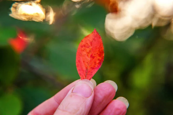 Primeros planos otoño natural vista de la mano de la mujer sosteniendo hoja naranja roja sobre fondo verde borroso en el jardín o el parque —  Fotos de Stock