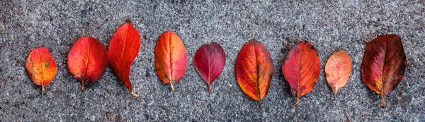 Primeros planos otoño natural vista de la hoja de color naranja rojo resplandor en el sol sobre fondo verde borroso en el jardín o el parque. Banner —  Fotos de Stock