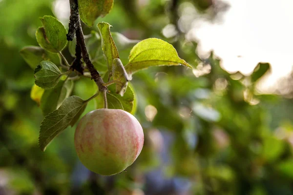 Perfecte rode groene appel groeien op boom in biologische appelboomgaard — Stockfoto